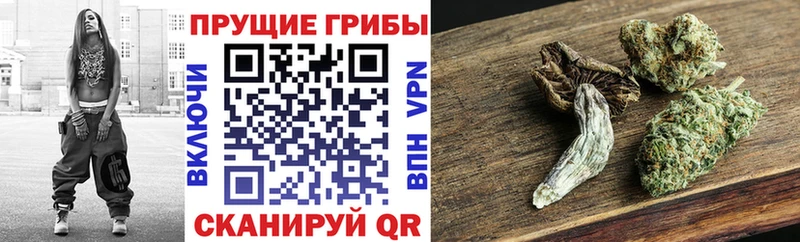 Псилоцибиновые грибы GOLDEN TEACHER  Шагонар 
